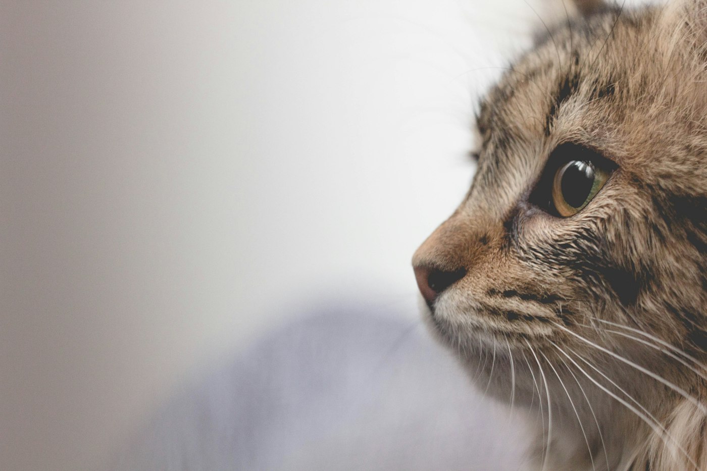 Retrato de un gato mirando hacia un costado