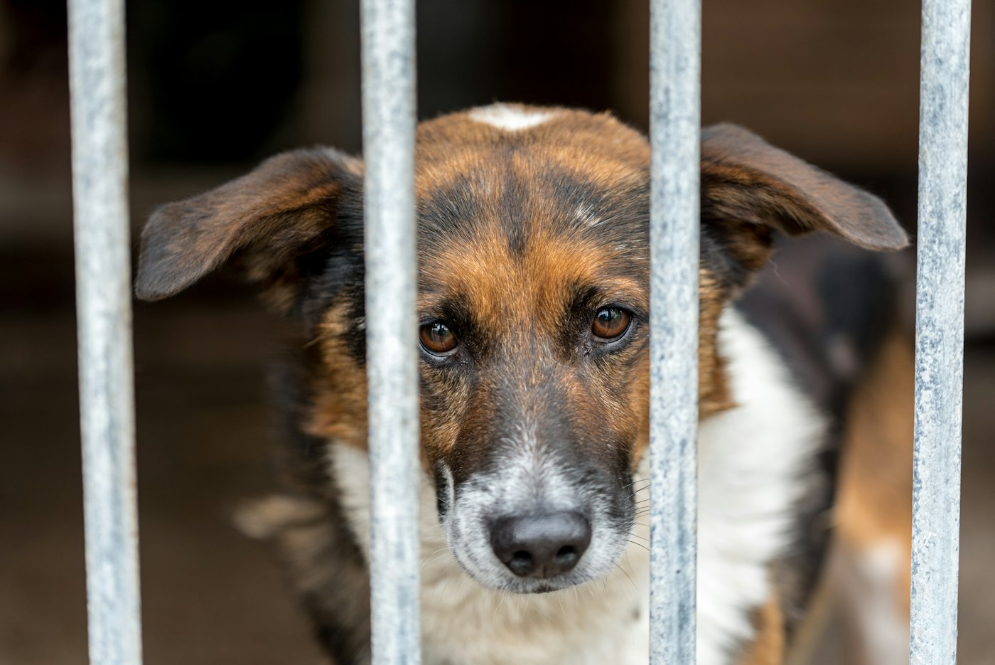 Perro de refugio mirando a través de una reja